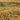 Feeling at home Golden Wheat Field landscape canvas art print by Dein Mari, showcasing a warm, natural wheat field scene.