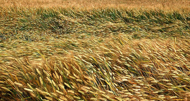 Feeling at home Golden Wheat Field landscape canvas art print by Dein Mari, showcasing a warm, natural wheat field scene.