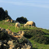 Canvas Art Print Sheep eating grass towards Bosa Nature subject by Esposito Salvatore Fine Art Print quality
