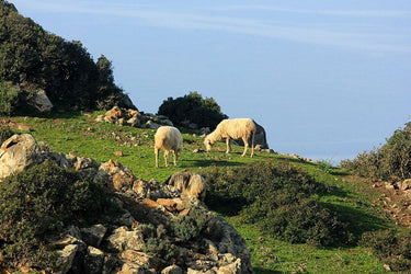 Canvas Art Print Sheep eating grass towards Bosa Nature subject by Esposito Salvatore Fine Art Print quality