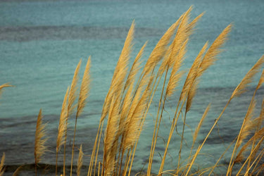 Turquoise sea and canes swaying in the wind coastal canvas art print by Esposito Salvatore, featuring vibrant coastal scenery.
