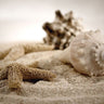 Canvas Art Print Seashells in the Sand Coastal subject by BRAUN Studio Fine Art Print quality