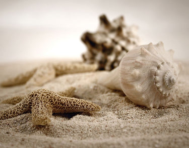Canvas Art Print Seashells in the Sand Coastal subject by BRAUN Studio Fine Art Print quality