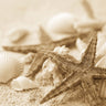 Canvas Art Print Starfish and Seashells Coastal subject by BRAUN Studio Fine Art Print quality