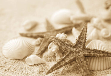 Canvas Art Print Starfish and Seashells Coastal subject by BRAUN Studio Fine Art Print quality