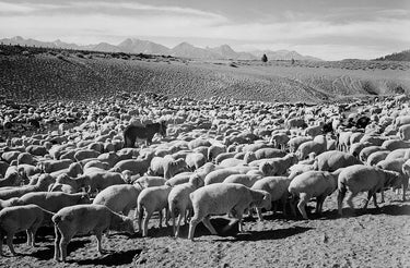 Flock in Owens Valley National Parks photography canvas art print by Forlani Paolo, featuring a flock of birds in a scenic landscape.