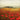 European canvas art print featuring vibrant Tuscan poppies by Melious Amy, with warm, colorful floral design for home decor.