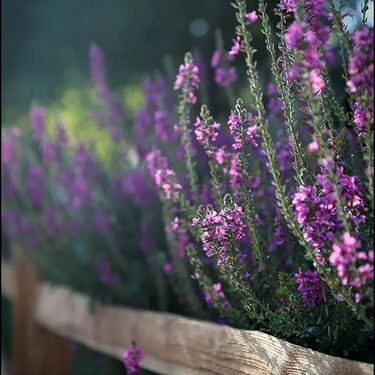 Artwork on canvas Lavender Blooms III by Putman Tammy Floral Post-Impressionism artwork
