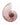 Shimmering Blush Snail coastal canvas art print by Koetsier Albert, featuring vibrant colors and detailed snail illustration.