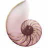 Shimmering Blush Snail coastal canvas art print by Koetsier Albert, vibrant and detailed nature-inspired wall decor from Feeling at Home.