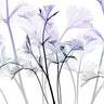 Amethyst Passion botanical canvas art print by Koetsier Albert featuring vibrant purple flowers and lush greenery, framed on canvas.