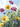 Springing Up 1 decorative canvas art print by Saunders Alonza, featuring vibrant, abstract floral design for home decor.