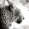 Leopard Gaze black and white canvas art print by Allen Kimberly, featuring a detailed leopard portrait, on a plain background.
