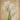White tulip floral canvas art print by Greene Taylor featuring a white tulip on a gold background, created by Feeling at Home.