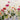 Feeling at Home Persian Buttercups floral canvas art print by Swatland Katie featuring vibrant buttercup flowers on textured canvas.
