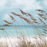 Feeling at Home Solitude Beach decorative canvas art print by Delimont Danita, featuring a serene beach scene on canvas.