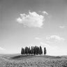 Feeling at Home Cypress Trees photography canvas art print by Miele Jean, featuring tall cypress trees on a scenic landscape.