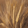 Wheat field nature canvas art print by Frank Assaf, depicting a peaceful rural landscape with golden wheat and blue sky.