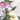 Feeling at home Blooming Peony Harmony decorative art print by Black Alex, featuring vibrant peony flowers on canvas.