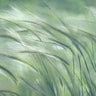 Gentle Dreams Nature canvas art print by Robertson Leda, featuring a serene natural scene with soft colors and artistic brushstrokes.