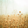 Beauty with Age landscape art print by Joy Olivia, featuring serene natural scenery on a canvas for home decor.