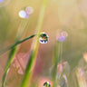 Landscape canvas art print by Feeling at Home, featuring a serene waterdrop scene with vibrant colors and detailed brushwork.