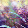 Purple grass botanical canvas art print by Feeling at Home featuring vibrant purple and green plant details in a natural scene.