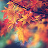 Feeling at Home botanical canvas art print featuring vibrant fall leaves by Cook Sylvia, perfect for nature-inspired home decor.