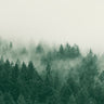 Emerald Forest No. 1 landscape canvas art print by Colligan Lynann, featuring lush green trees and natural scenery.
