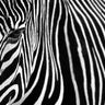 Feeling at home zebra canvas art print by Mumford Andy featuring a realistic zebra at Lisbon Zoo in vibrant colors.