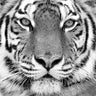 Feeling at home tiger animals canvas art print by PhotoINC Studio, featuring detailed tiger illustrations on high-quality canvas.