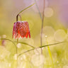 Fairy World I floral canvas art print by Raimond Roeselien, featuring vibrant floral and fairy imagery in a natural art style.