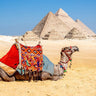 Feeling at home art print of a camel resting near the Pyramids of Giza, Egypt landscape on canvas by Silver Richard.