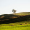 Feeling at home OneTree Hill landscape canvas art print by Wong Richard, featuring a scenic mountain and forest scene.