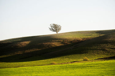 Feeling at home OneTree Hill landscape canvas art print by Wong Richard, featuring a scenic mountain and forest scene.
