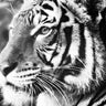 Deep Tiger wildlife canvas art print by Feeling at Home featuring a vibrant tiger image on canvas.