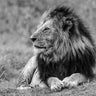 Feeling at home King of the Jungle animals canvas art print featuring vibrant jungle scene and wildlife illustrations.