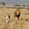 Feeding lions and animals canvas art print by Walker Carol, featuring a vibrant wildlife scene in a natural setting.