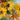 Breezy Sunflowers floral canvas art print by Loreth Lanie, featuring vibrant sunflower design on textured canvas for home decor.