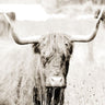 Sepia bull animal portrait canvas art print by SD Graphics Studio, featuring detailed sepia-toned artwork of a bull.