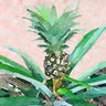 Pineapple sprout food canvas art print by Feeling at Home, featuring vibrant pineapple illustration on textured canvas.