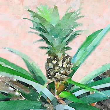 Pineapple sprout food canvas art print by Feeling at Home, featuring vibrant pineapple illustration on textured canvas.