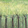 Live Green Trees landscape canvas art print by Gonzalez Roberto, featuring lush green trees and natural scenery.