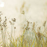 Feeling at Home Country Afternoon Walk photography canvas art print by Marie Erin, showcasing a peaceful outdoor scene.
