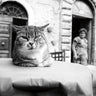 Art Print on canvas Cafe Cat by Aledanda  Animals Post-Impressionism artwork