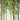 Forest Study I crop nature canvas art print by Feeling at Home featuring a detailed forest scene with lush greenery and tall trees.