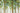 Forest Study I crop nature canvas art print by Feeling at Home featuring a detailed forest scene with lush greenery and tall trees.