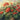 Art Print on canvas Geranium Wave Cream by Rowan Carol Floral Post-Impressionism artwork