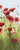 Feeling at home Mountain Poppies I floral canvas art print by Novak Shirley showcasing vibrant poppy flowers on textured canvas background.