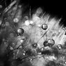 Art Print on canvas Dandelion Abstract I by Marshall Laura Abstract Post-Impressionism artwork